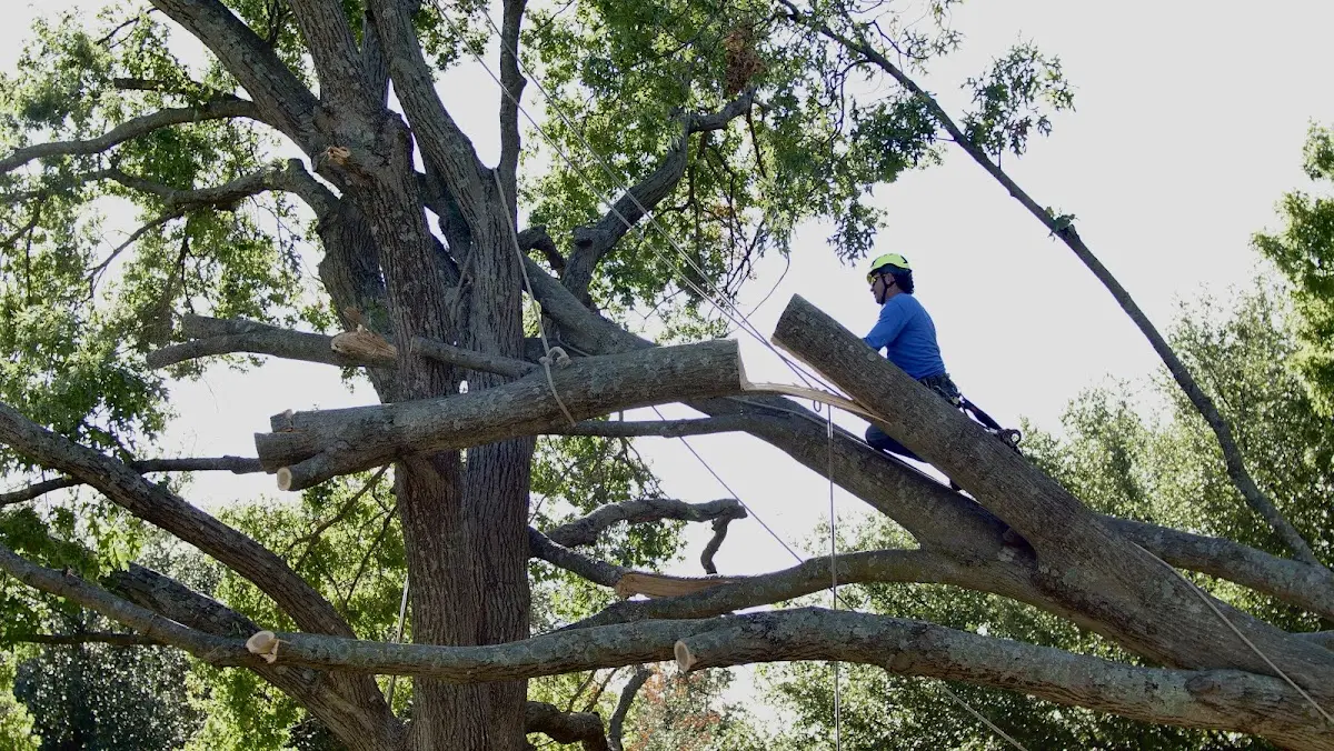 Professional Crown Thinning performed by certified arborists in Menlo Park