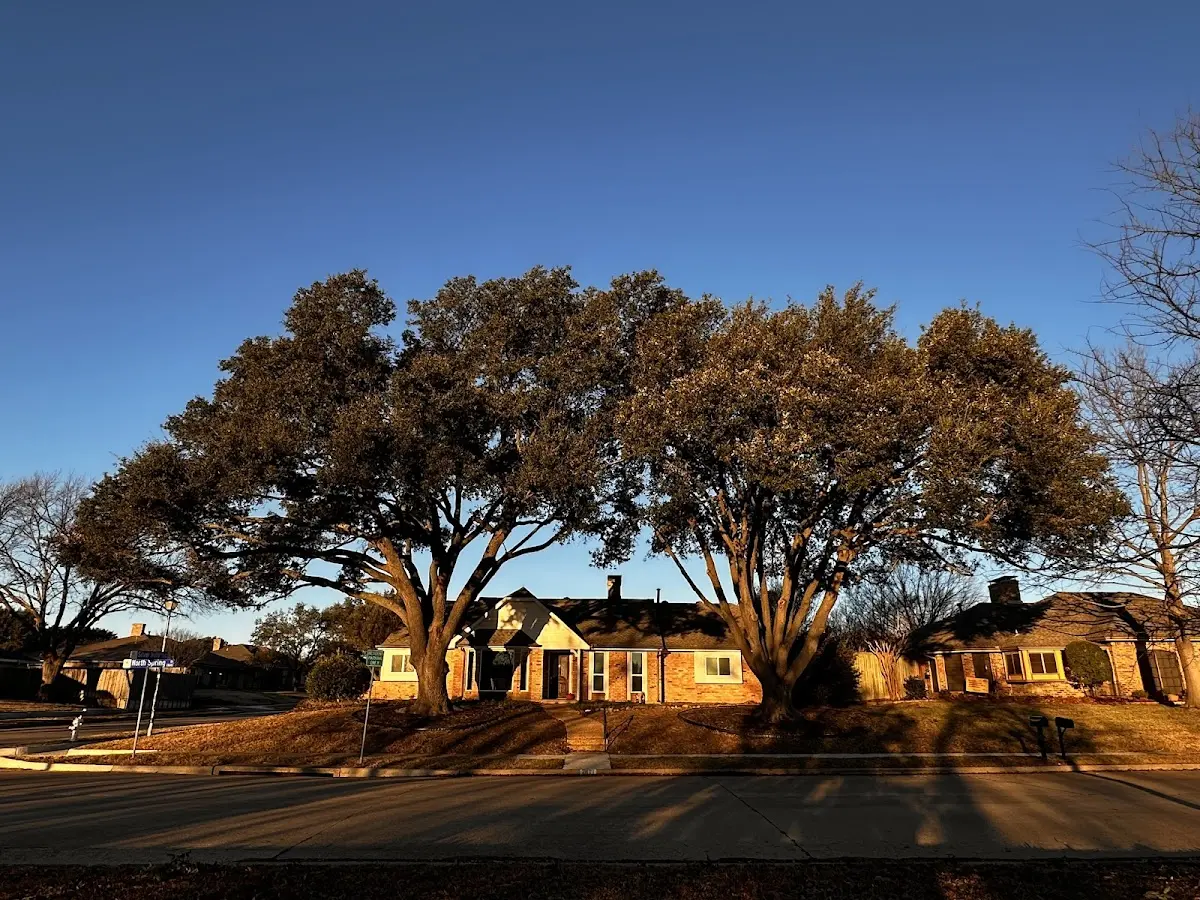Established residential canopy tree shading a home in Menlo Park